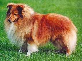 Poulsgaards Looking for Gold