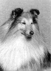 Poulsgaards Symphoni of Strauss