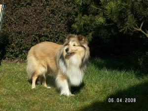 PRINCE PERSY z Benešovské zahrady