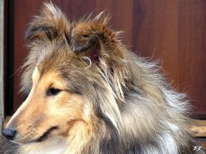 QUEEN VICTORIA z Arcamony