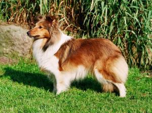 Red Candy Sněžný tygr