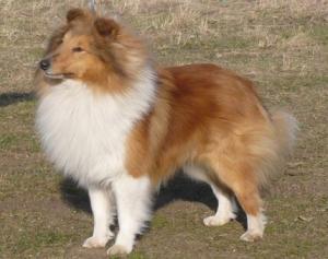 Redcliffe Gold Moravia Classic