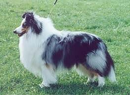 Reubicia Blue Flame at Ruscombe