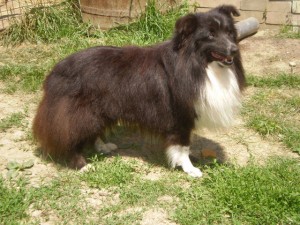 Rigoberto z Černé hlásky