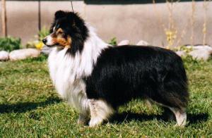 Rockaround Night Ranger