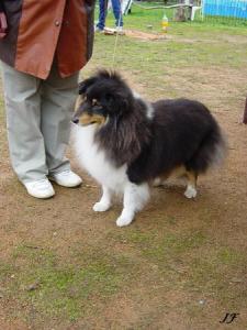 Roofoo Sněžný tygr