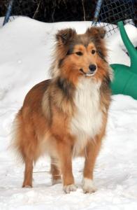 ROSEMARY ze Souhvězdí Orionu