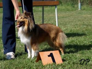 RUBY RIA GOLD z Benešovské zahrady