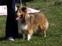 RUBY RIA GOLD z Benešovské zahrady