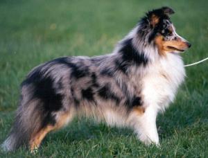 Sandwick Silver Dollar