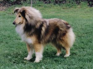 Scandyline Dazzling Flame