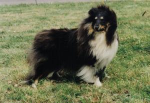 Scandyline Honey Candy