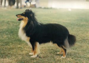 Scandyline Little Venturer