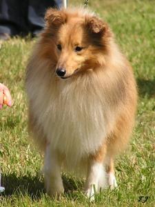 Scandyline Season of Love