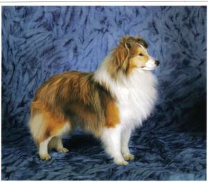 Scandyline Uncommon Story