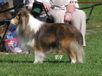 Scandyline Uncommon Story