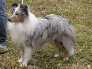 Shakira Sněžný tygr