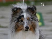 Shakira Sněžný tygr