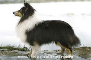 Shelachan Jumpin Jack Flash