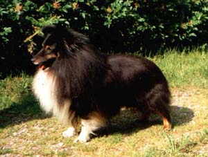 Shelgate Lucky Devil