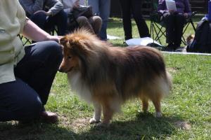 Shelteam Dreamcatcher