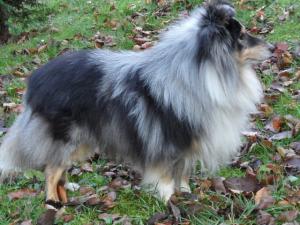 SCHAGHI Hedvábný sen