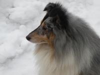 SCHAGHI Hedvábný sen