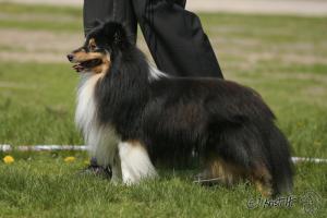 SIR DARK SHADOW z Benešovské zahrady