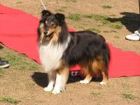 Sirius Starlet z Benešovské zahrady