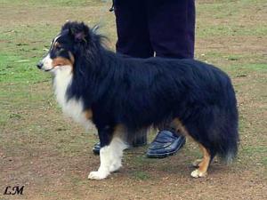 Smart Spice Sněžný tygr