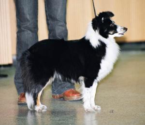 Sonya Sněžný tygr