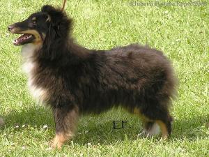 SOPHIA ze Zlaté hvězdy