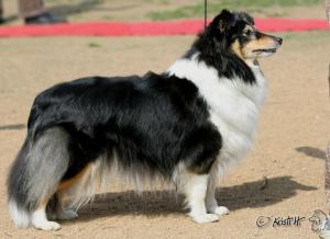Sorbonne Black Moravské srdce