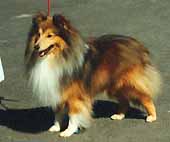 Stationhill Speculator