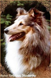 ŠEARIN ze Dvoraček CS