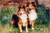 ŠEARIN ze Dvoraček CS