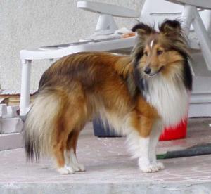 TEQUILA Sněžný tygr