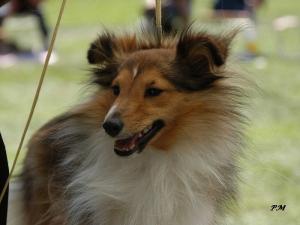 TRACY GOLD Moravské srdce