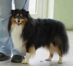 ULTIMO ze Zlaté hvězdy