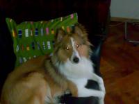 UNIQUE DIAMOND z Arcamony