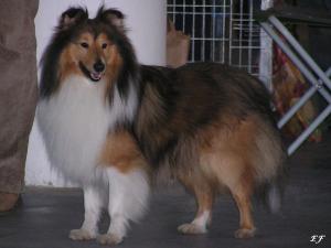 UNISON GOLD Bohemia Platina