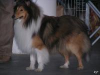 UNISON GOLD Bohemia Platina