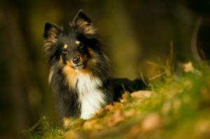 VALENCIE Hedvábný sen