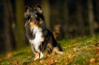 VALENCIE Hedvábný sen