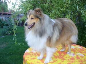 Velvet Vesco z Arcamony