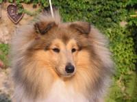 Velvet Vesco z Arcamony