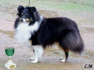 VICTORIA BLACK Bohemia Platina