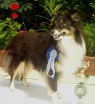 VICTORIA BLACK Bohemia Platina