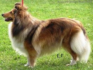 WEBI Moravské srdce