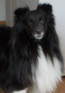 WEBMASTER z Ďáblovy studánky